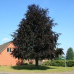 Buk lesný (Fagus sylvatica) ´PURPUREA´ - výška 80-100 cm, kont. C7.5L 